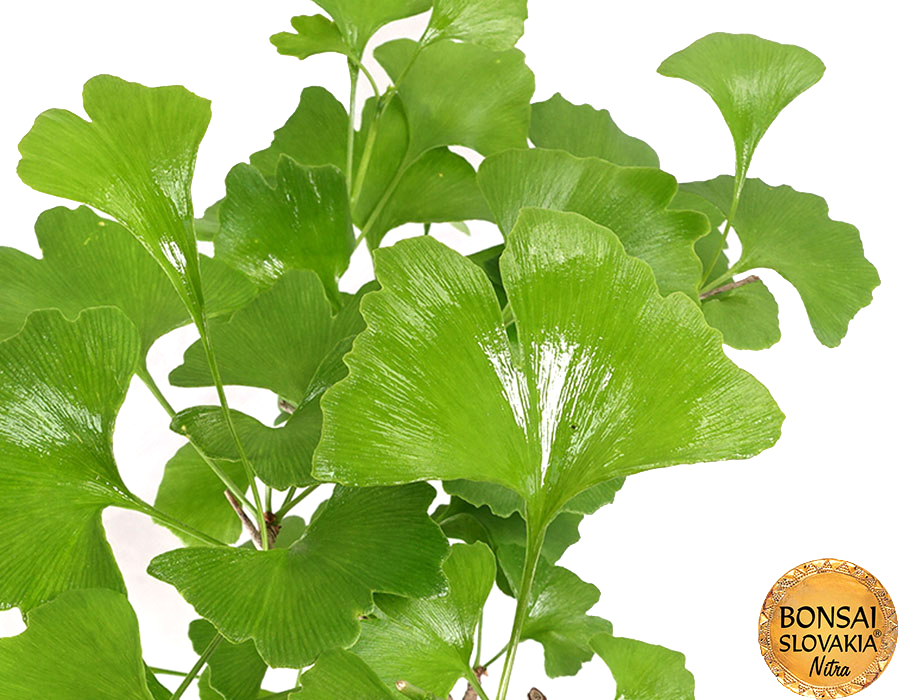 Ginkgo biloba 37 cm