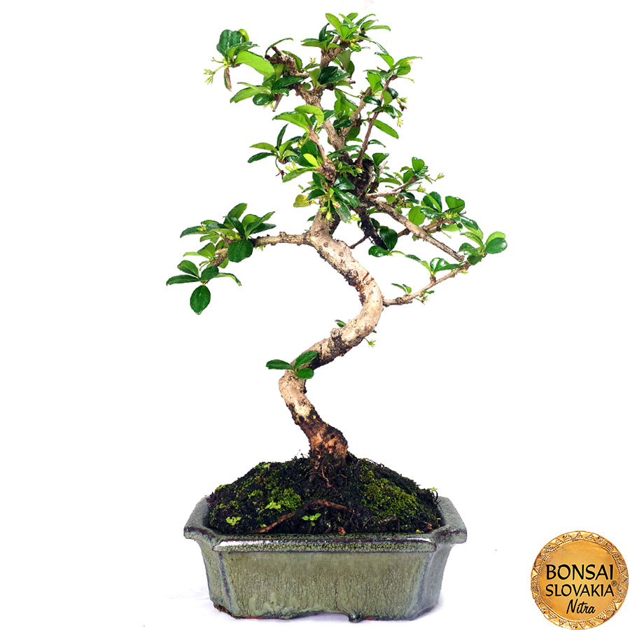 Carmona microphylla 30 - 35 cm