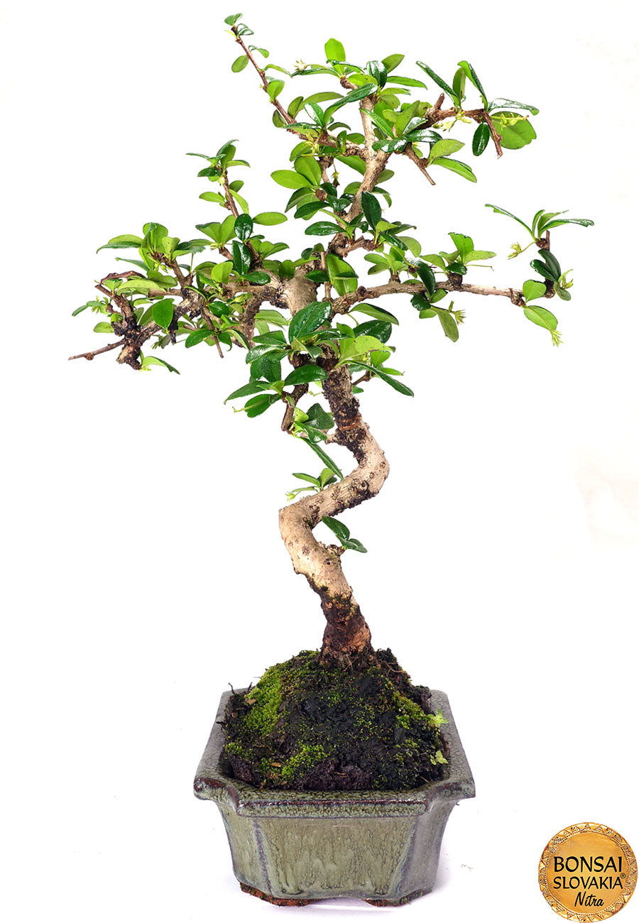 Carmona microphylla 30 - 35 cm