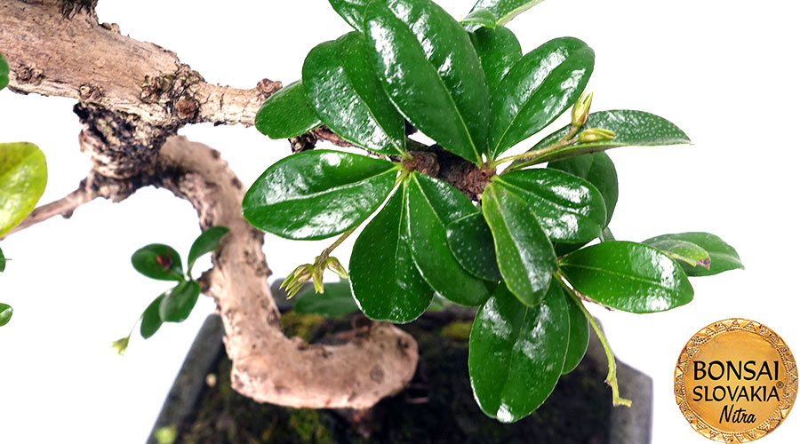 Carmona microphylla 30 - 35 cm