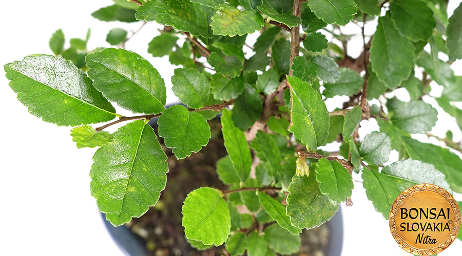 Ulmus parvifolia - 27 cm