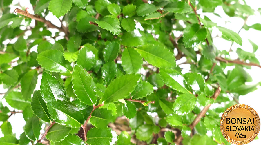Ulmus parvifolia 32 cm