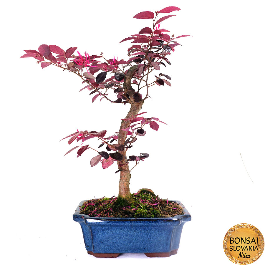Loropetalum rubrum 35 - 40 cm