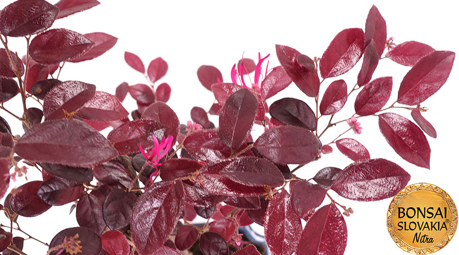 Loropetalum rubrum 35 - 40 cm