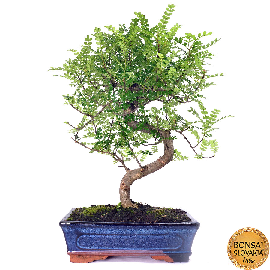 Zanthoxylum piperitum 46 cm