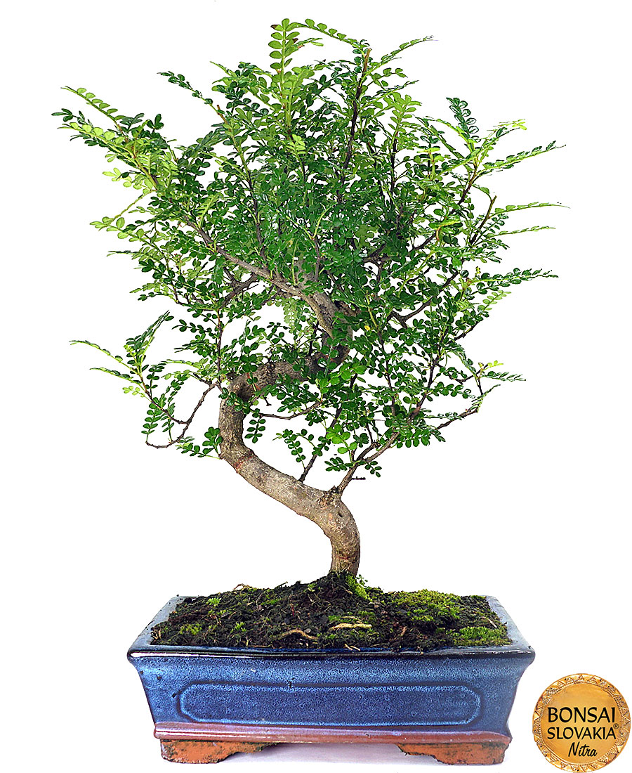 Zanthoxylum piperitum 46 cm