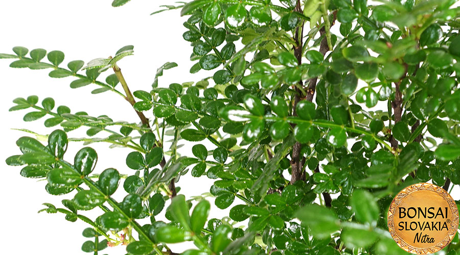 Zanthoxylum piperitum 46 cm