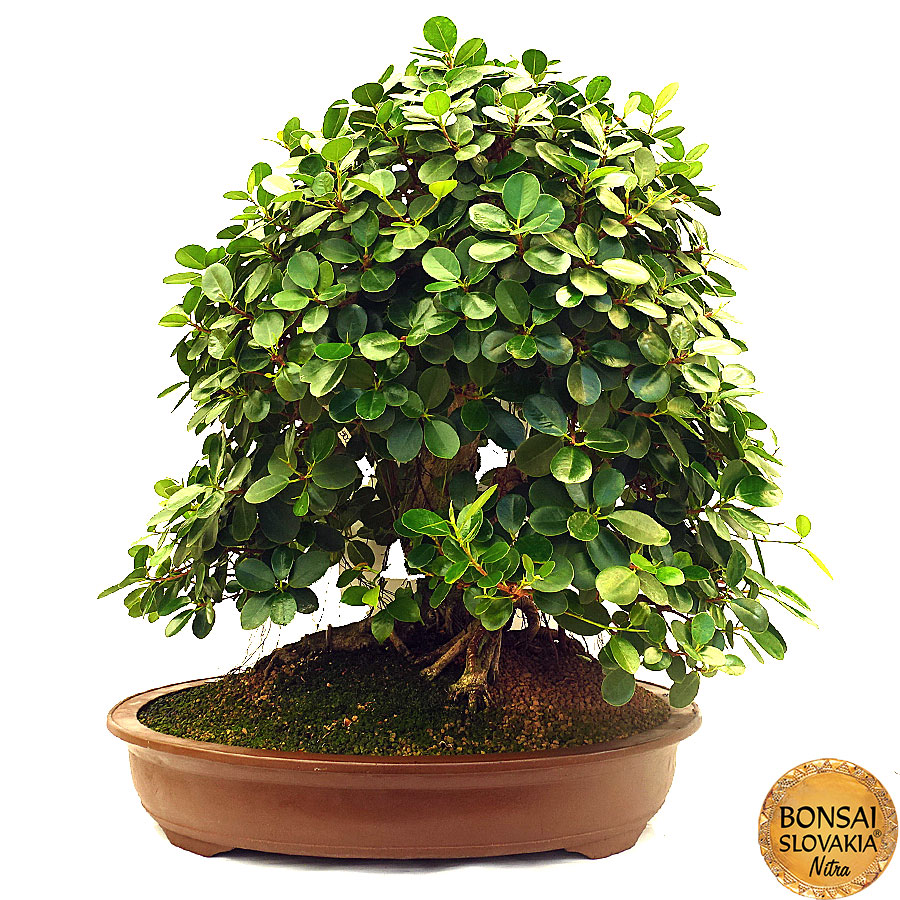 Výška stromu s miskou: 75 cm  Rozmer misky: 51,5 x 38 x 15,5 cm Bonsaj je zasadený v keramickej miske.  Importér a distribútor: Bonsai Slovakia - Čajovňa dobrých ľudí, sro.