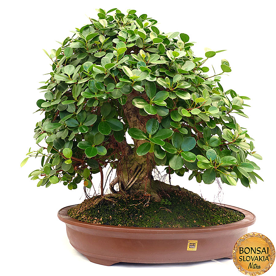 Výška stromu s miskou: 75 cm  Rozmer misky: 51,5 x 38 x 15,5 cm Bonsaj je zasadený v keramickej miske.  Importér a distribútor: Bonsai Slovakia - Čajovňa dobrých ľudí, sro.