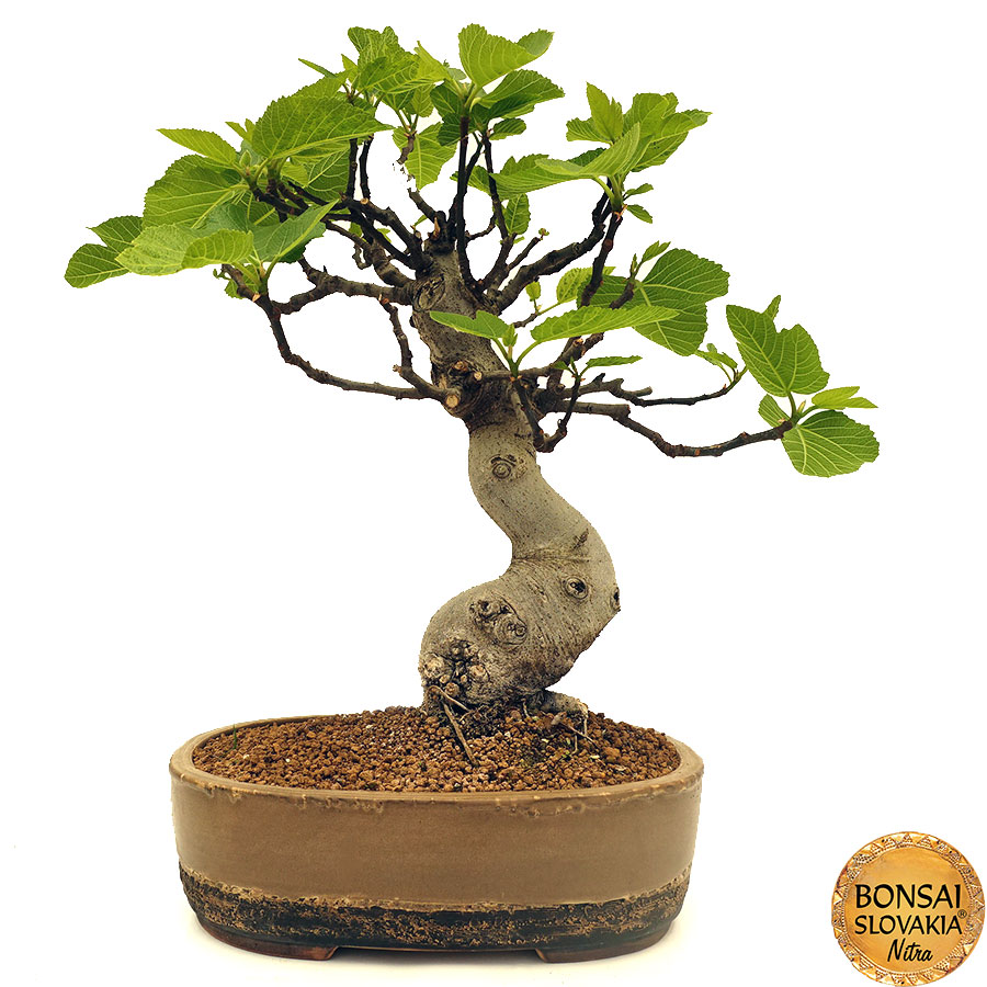 Ficus Carica cca 60 cm