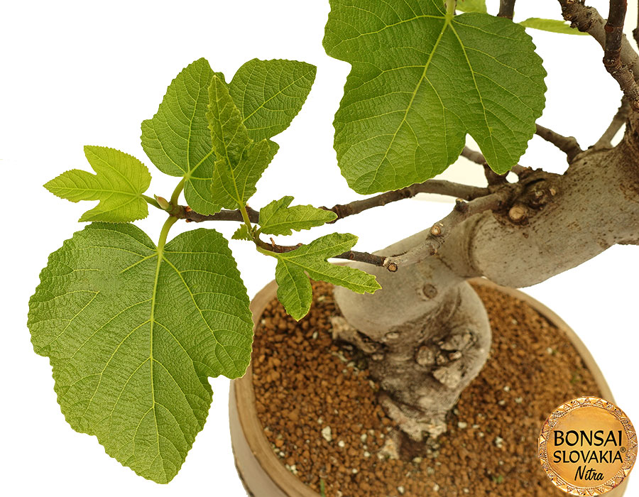 Ficus Carica cca 60 cm