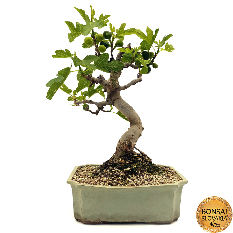 Ficus Carica cca 70 cm