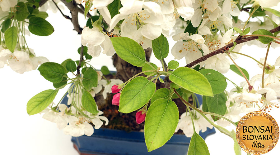 Malus halliana - Jabloň 55 cm