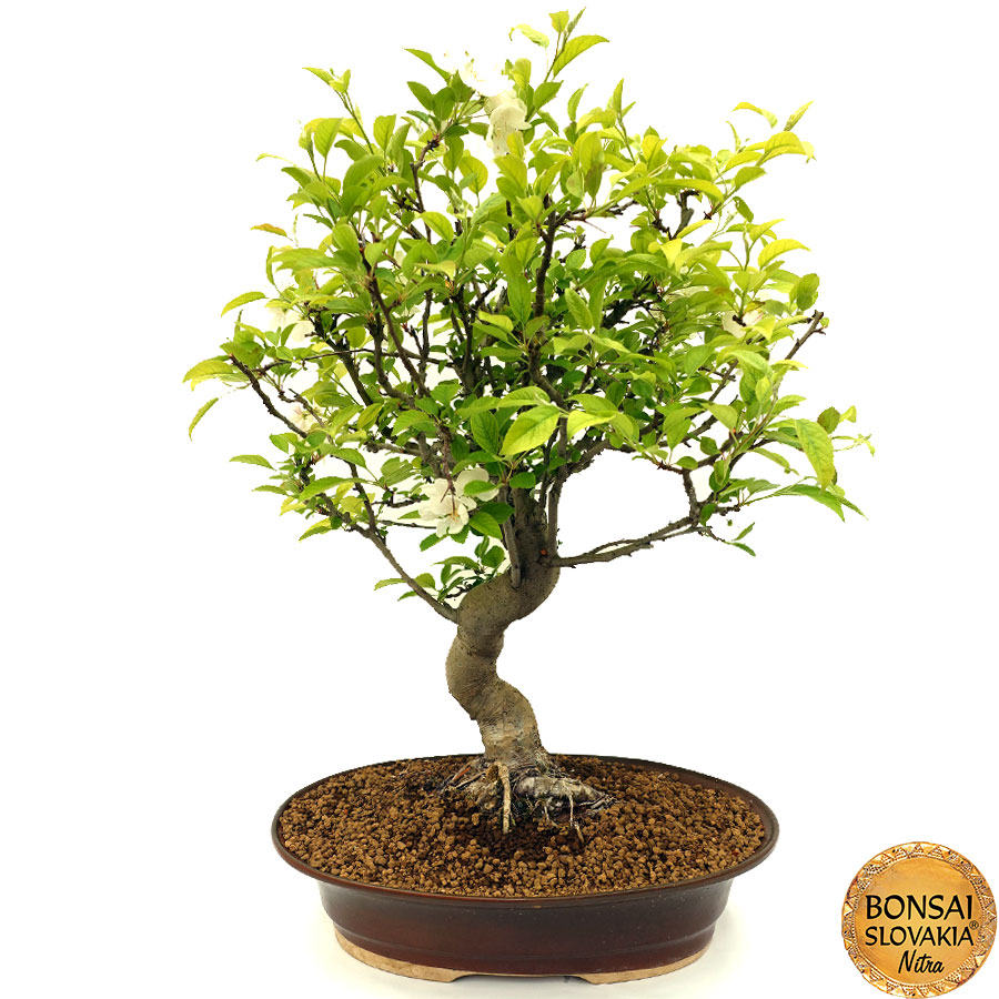 Malus halliana - Jabloň 70 cm