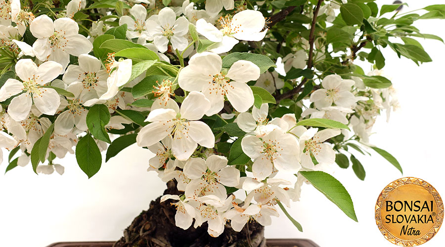 Malus halliana - Jabloň 70 cm