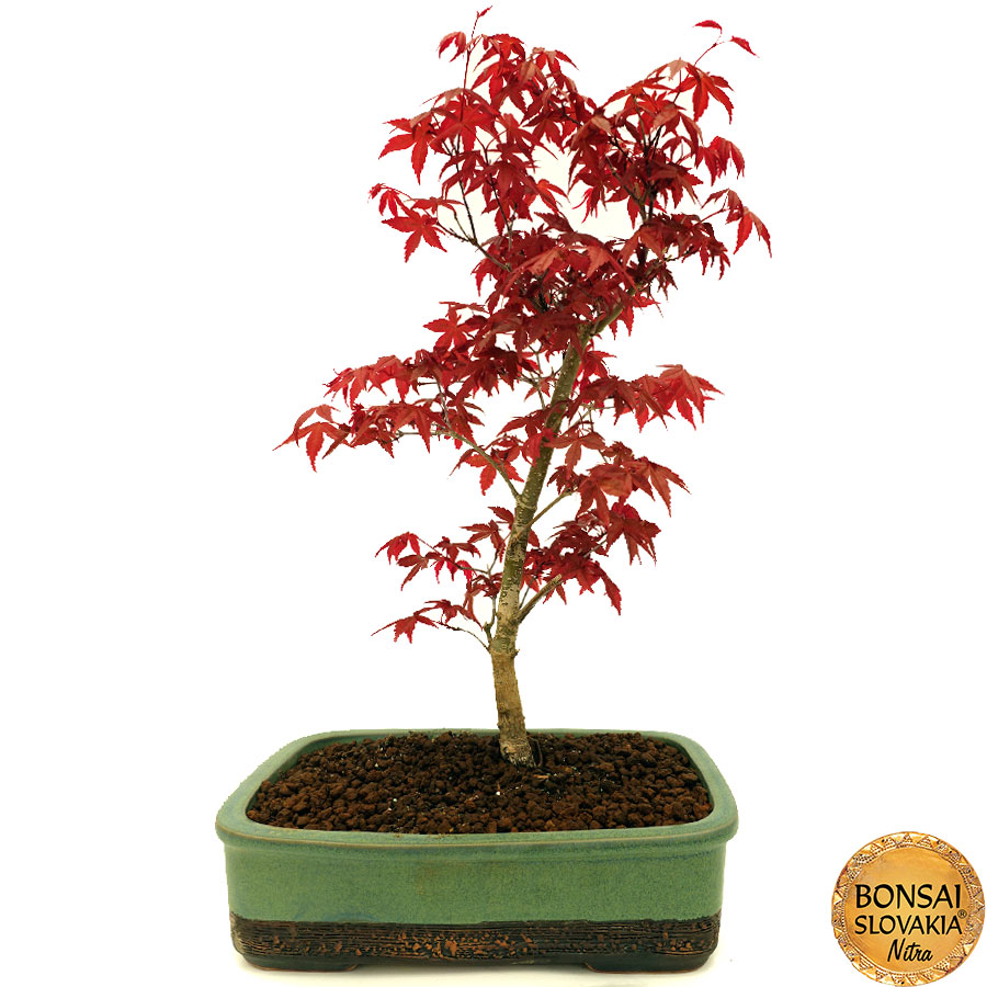 Acer palmatum - javor 45 cm