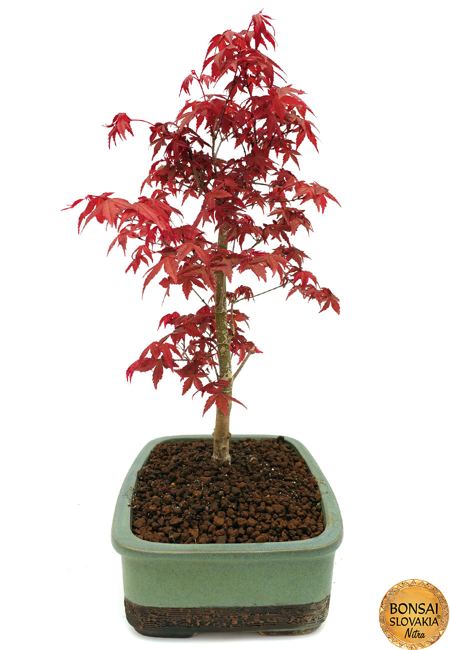 Acer palmatum - javor 45 cm