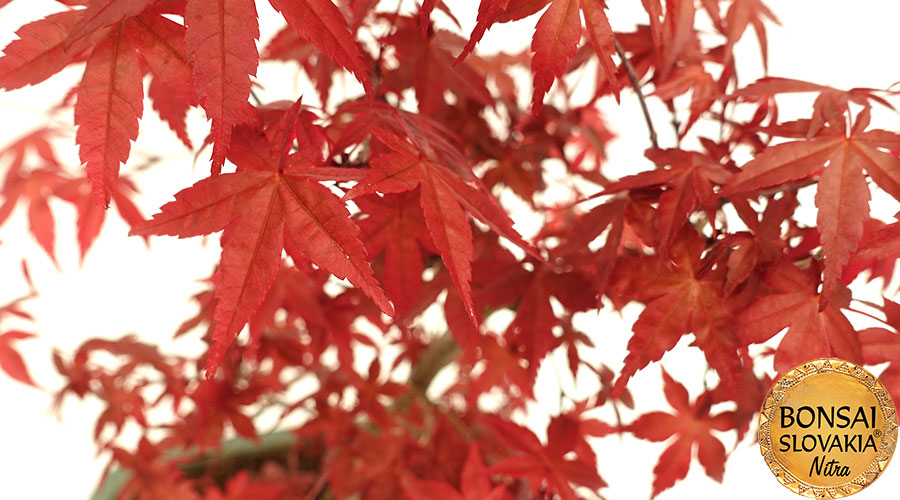 Acer palmatum - javor 45 cm
