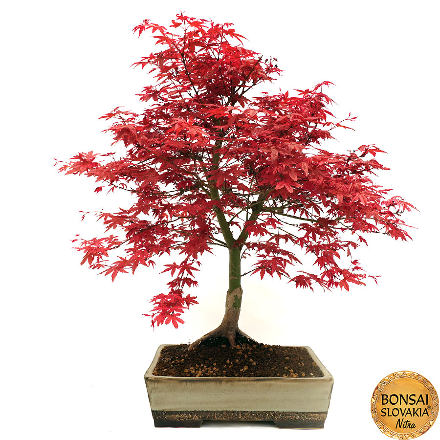 Acer palmatum - javor 71 cm