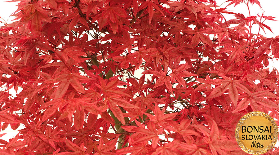 Acer palmatum - javor 71 cm