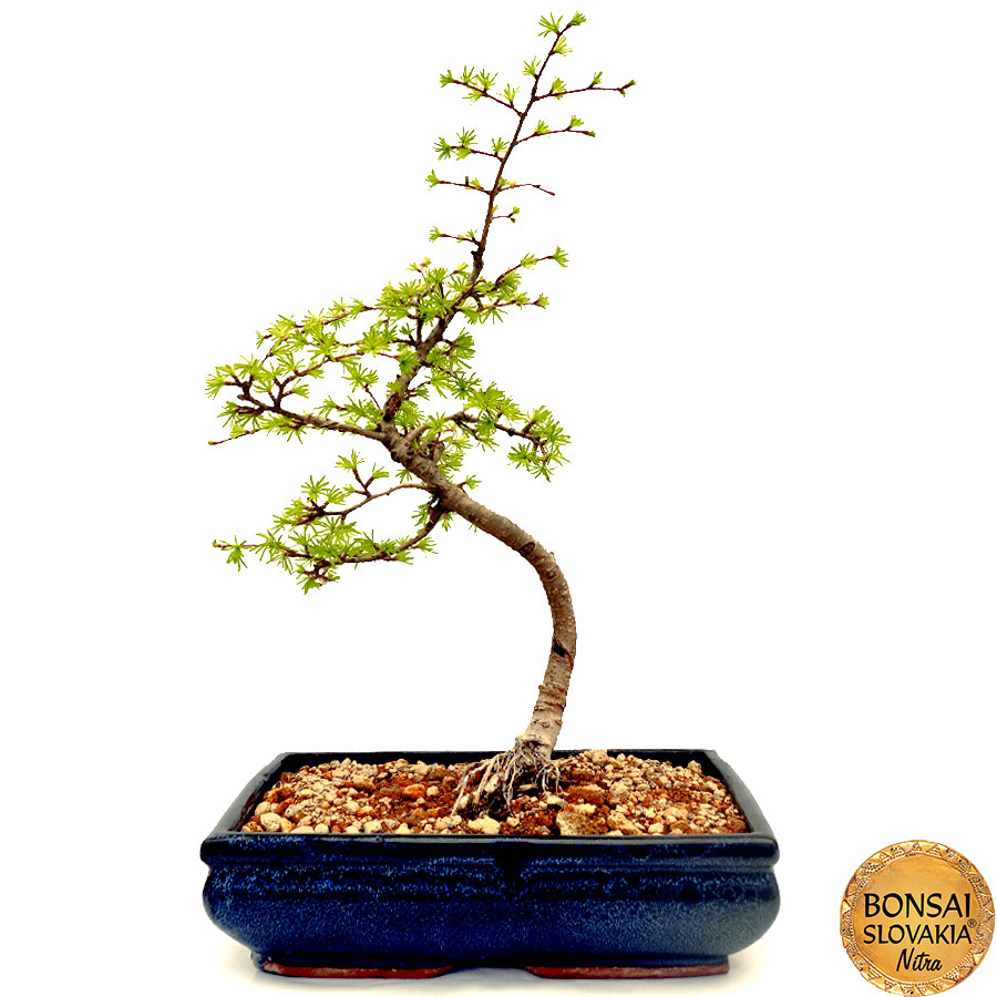 Pseudolarix cca 50 cm