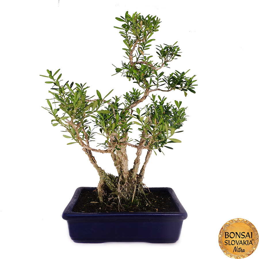 Buxusharlandii