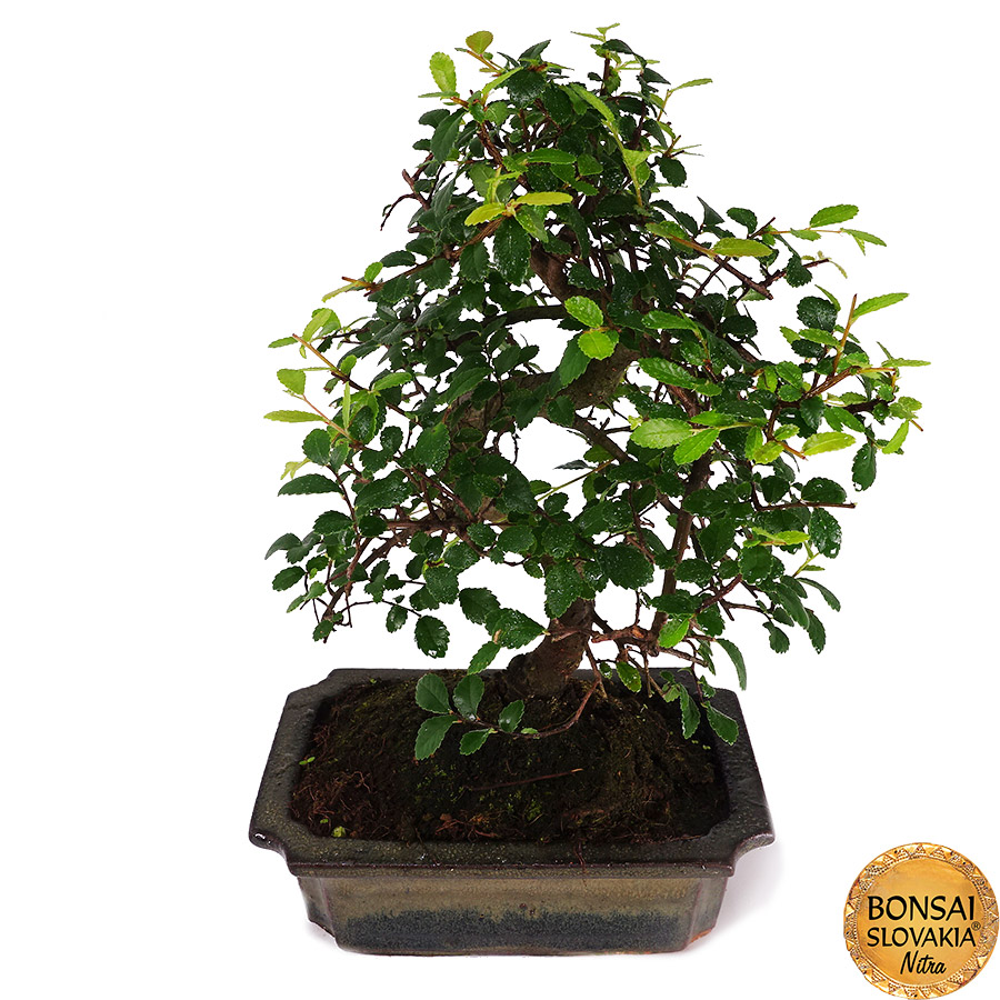 Ulmusparvifolia