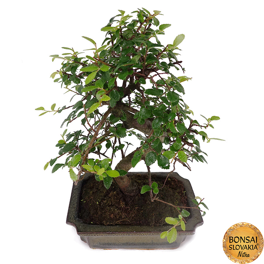 Ulmusparvifolia
