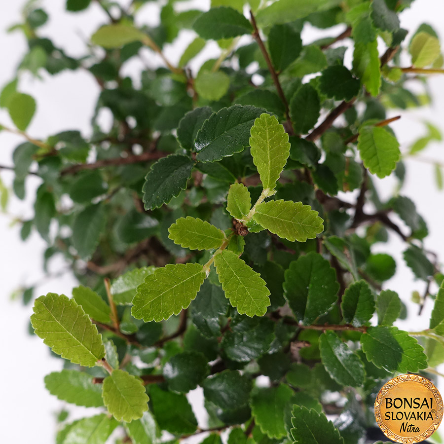 Ulmusparvifolia