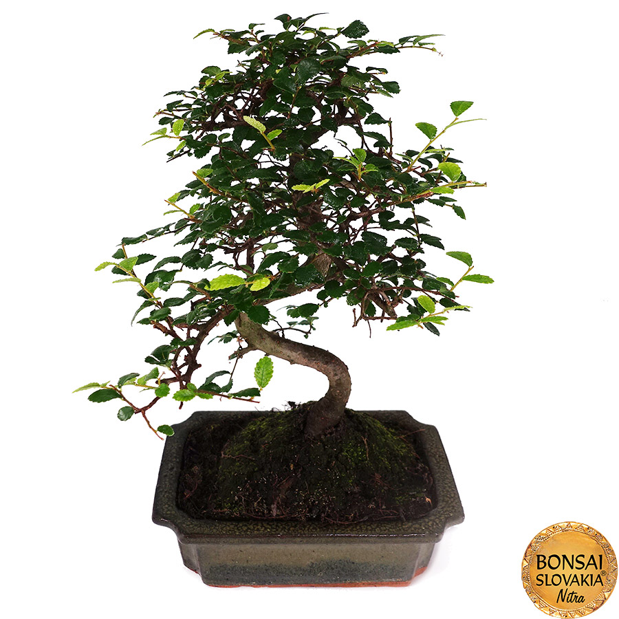 Ulmusparvifolia