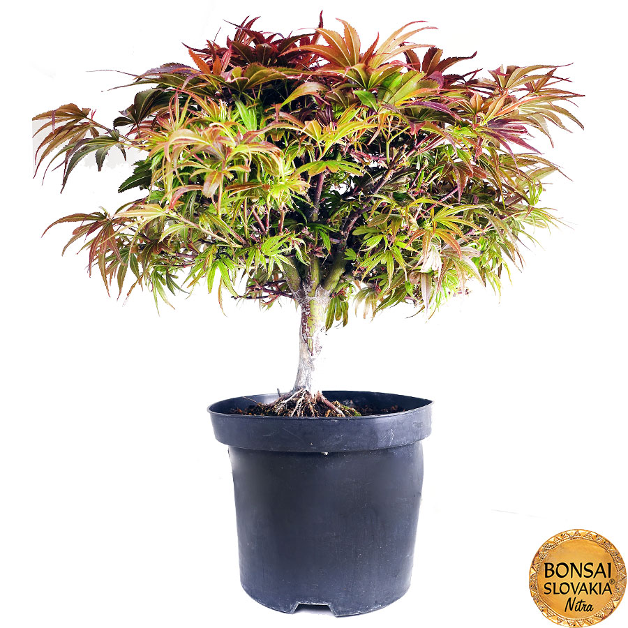 Acer palmatum 40-45 cm