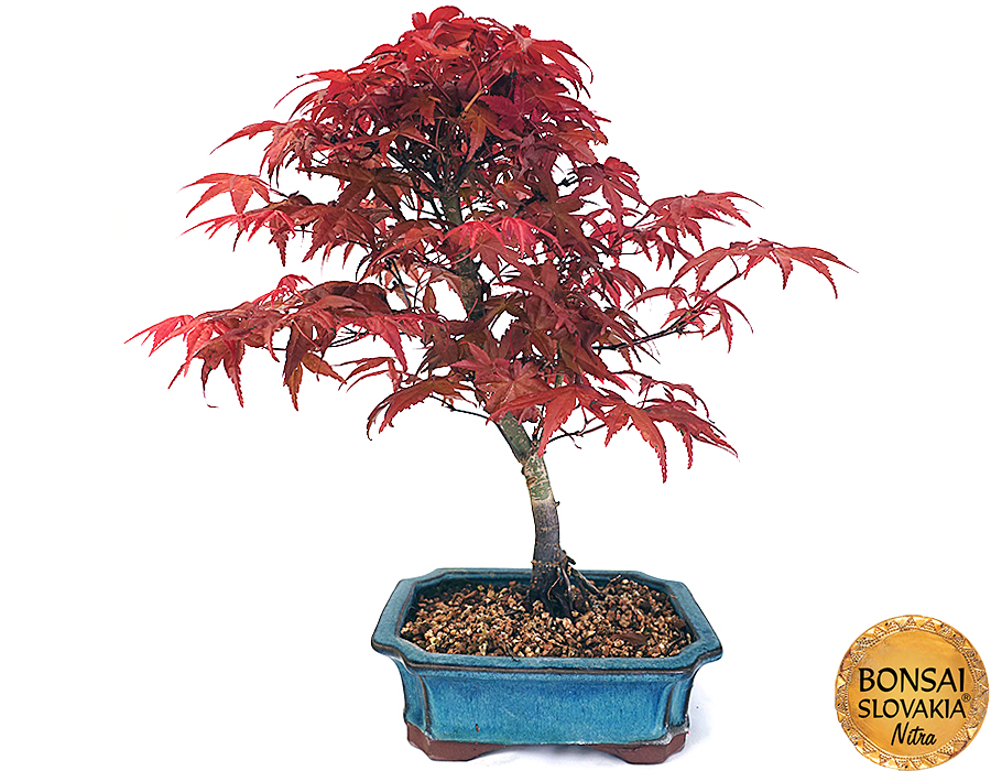 Acer palmatum 