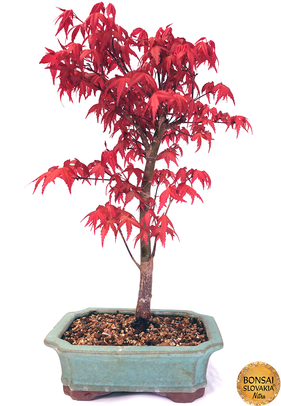 Acer palmatum 