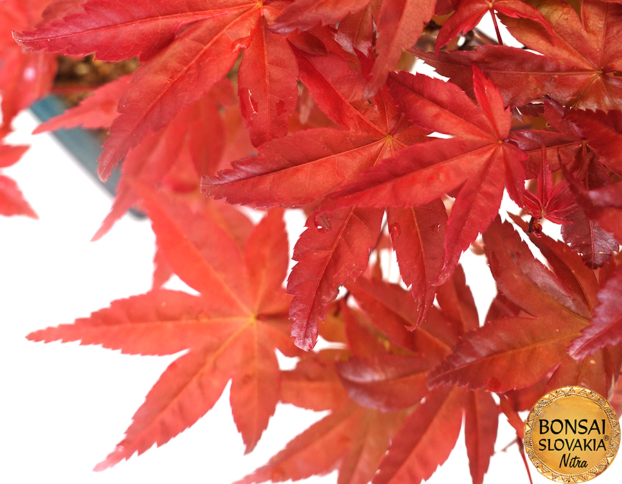 Acer palmatum 