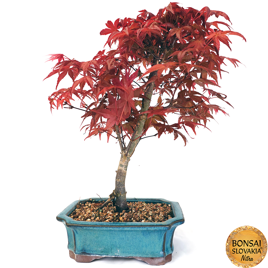 Acer palmatum 