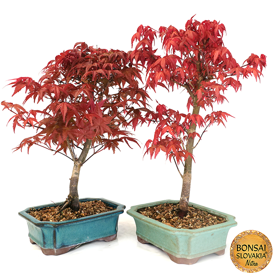 Acer palmatum 