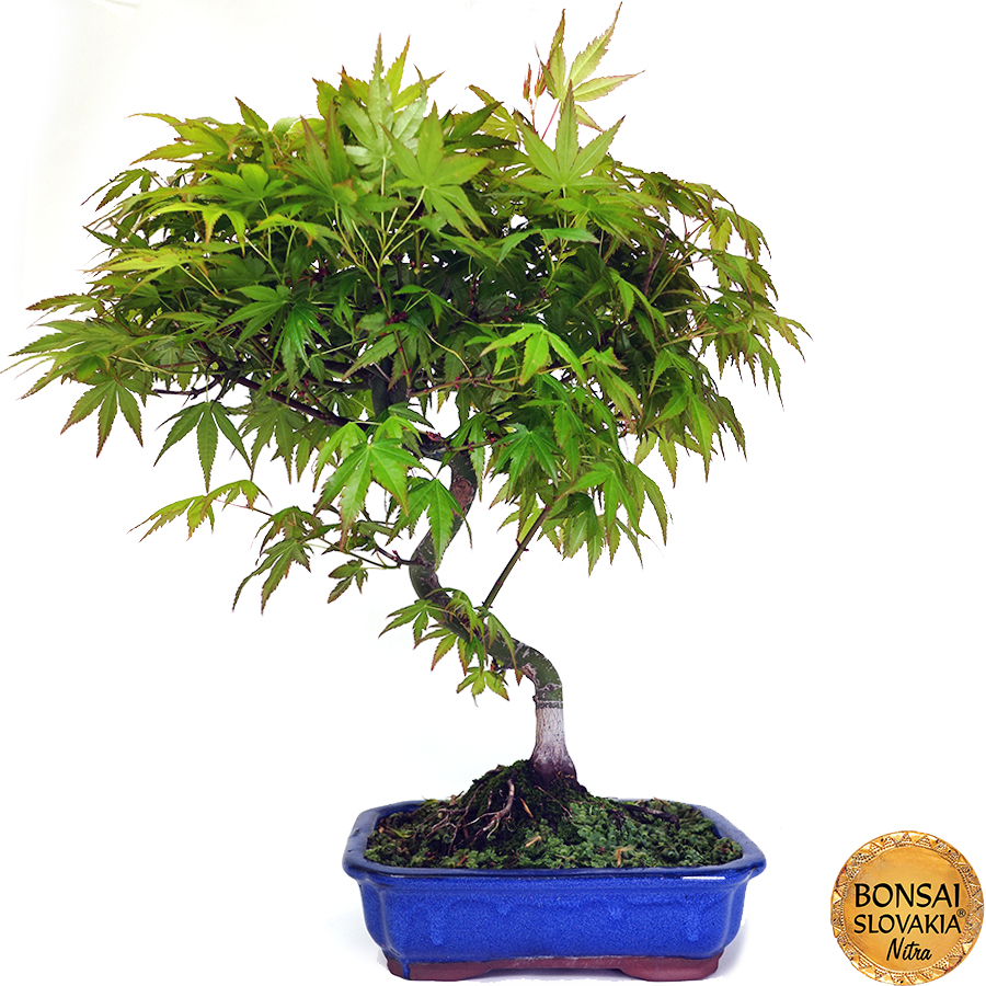 Acer palmatum 40-50cm