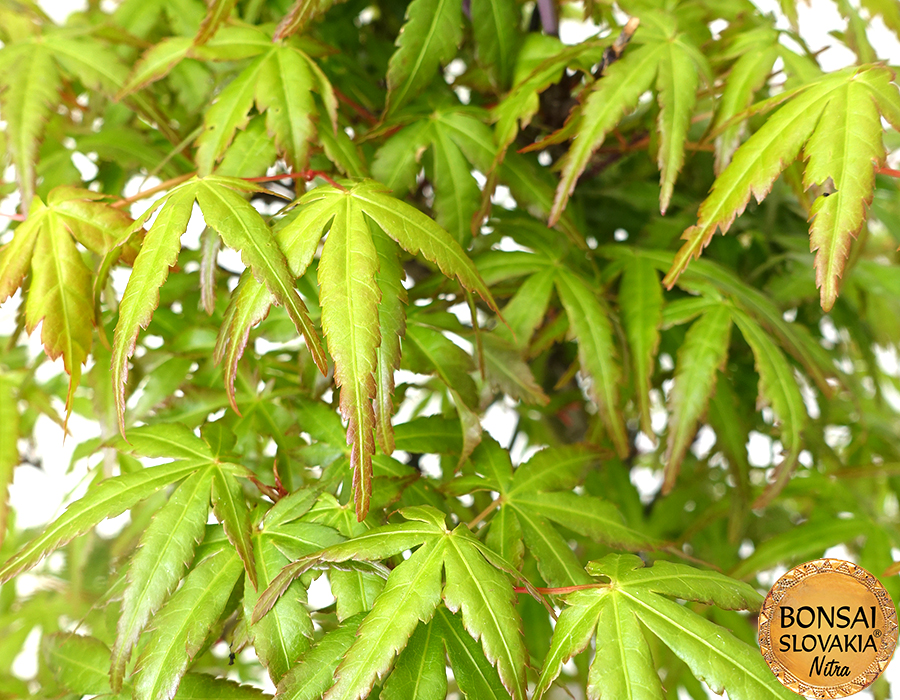 Acer palmatum 40-50cm