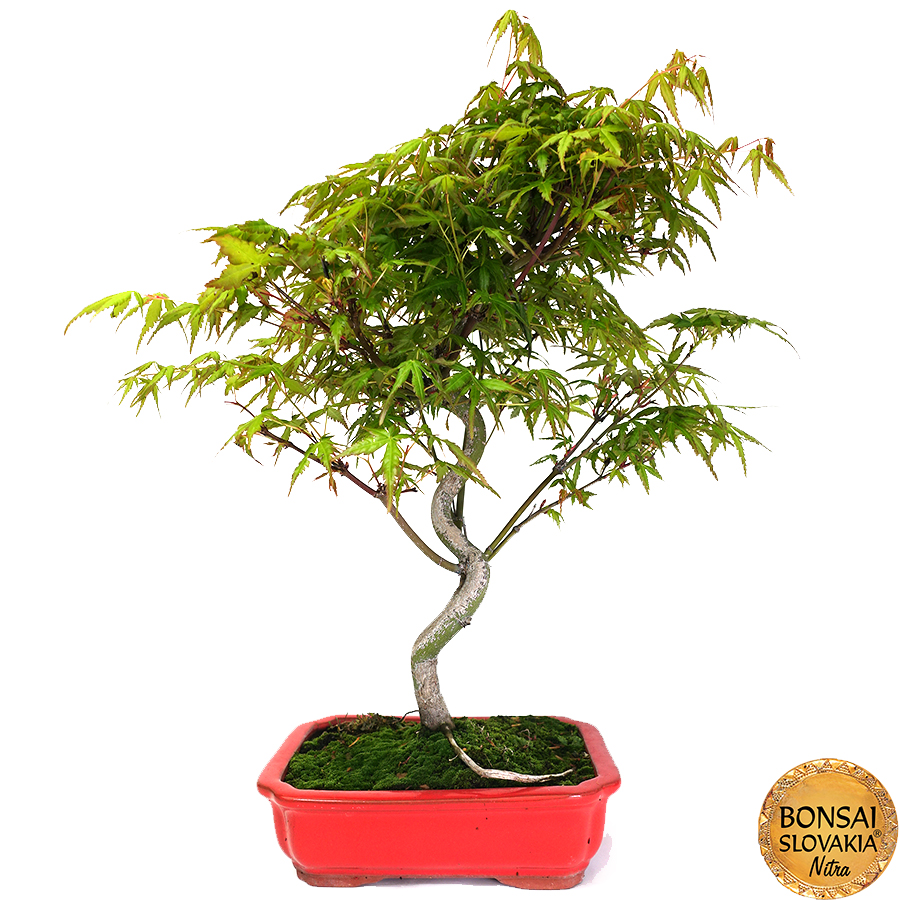 Acer palmatum 40-50cm