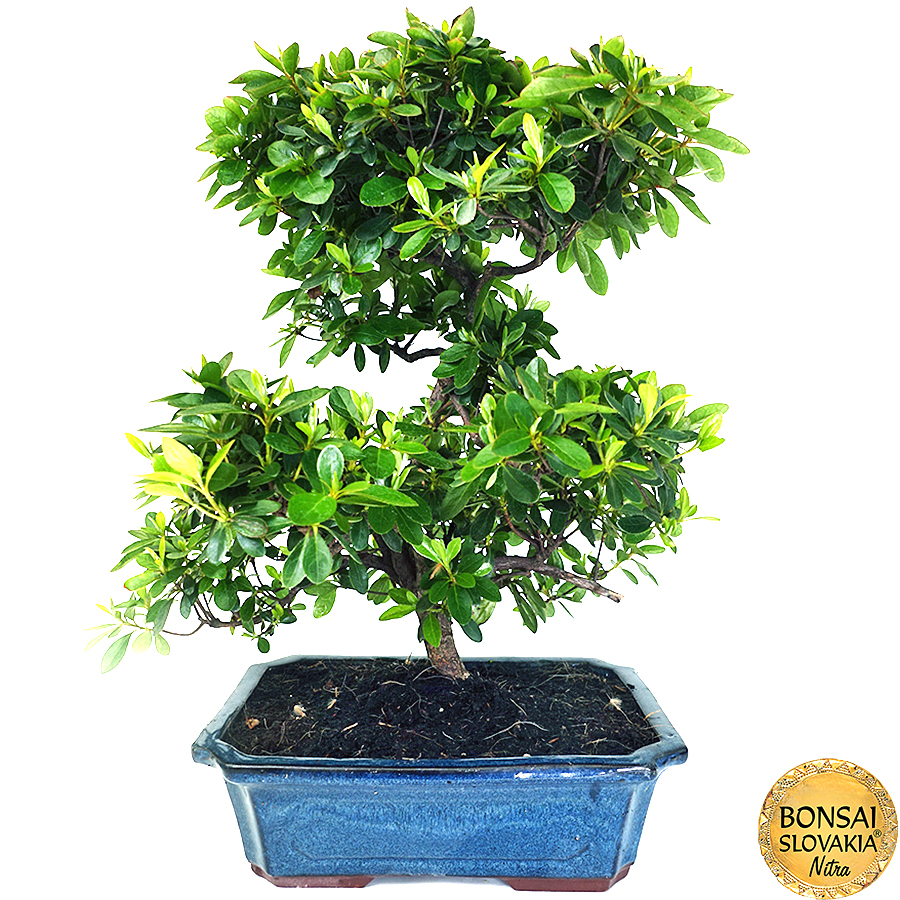 azalka-Rhododendron