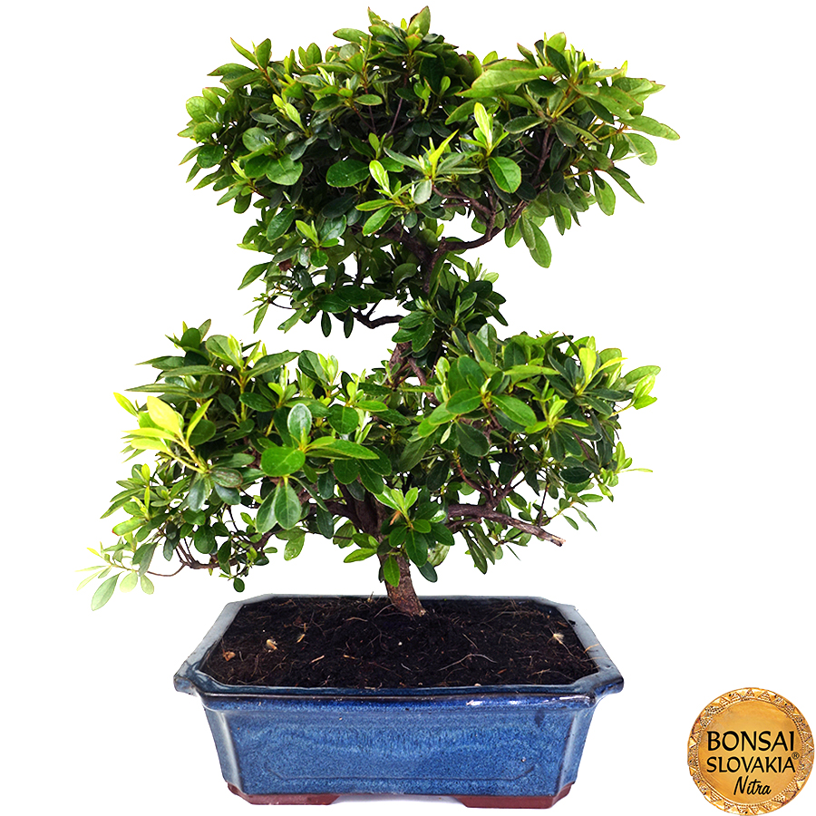 azalka-Rhododendron