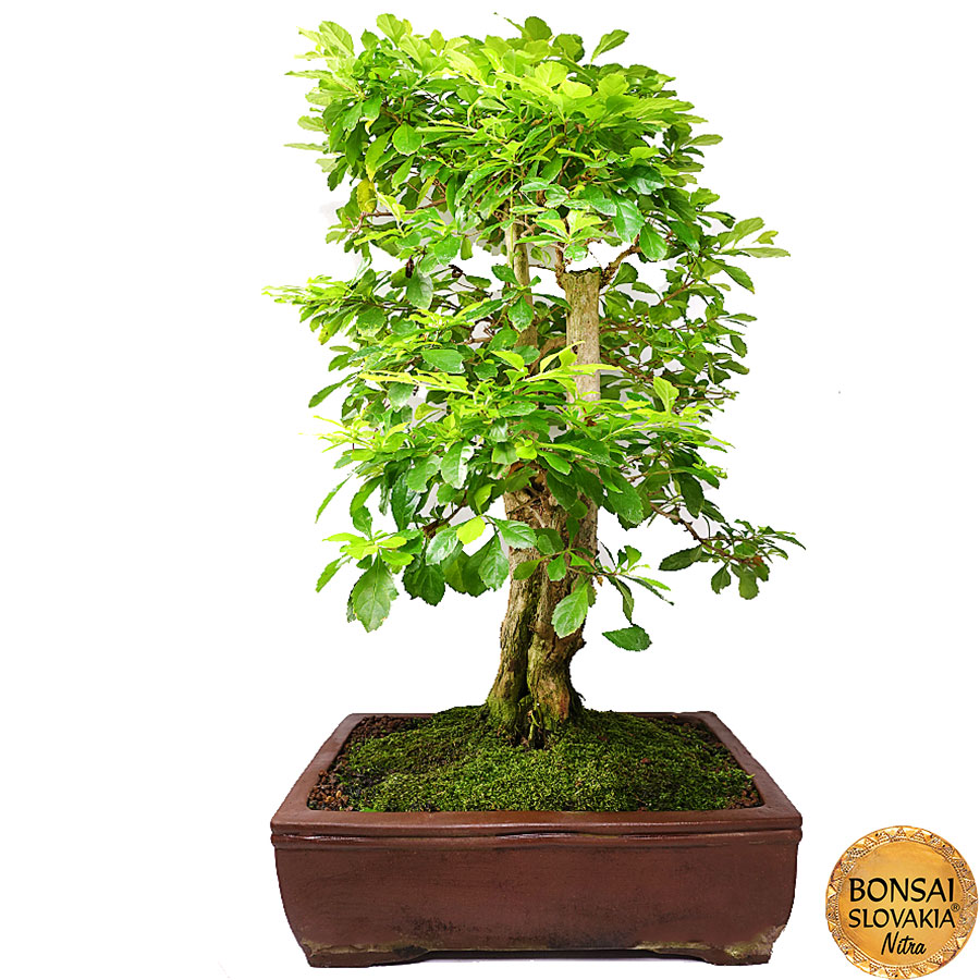 Duranta erecta 70 cm
