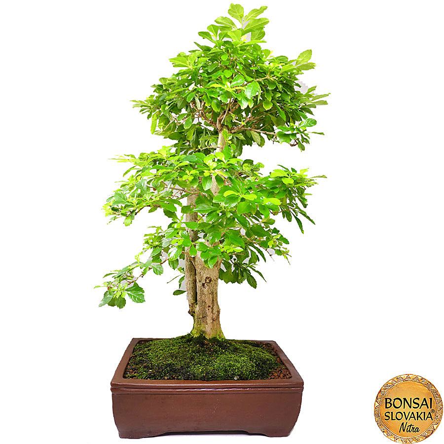 Duranta erecta 70 cm