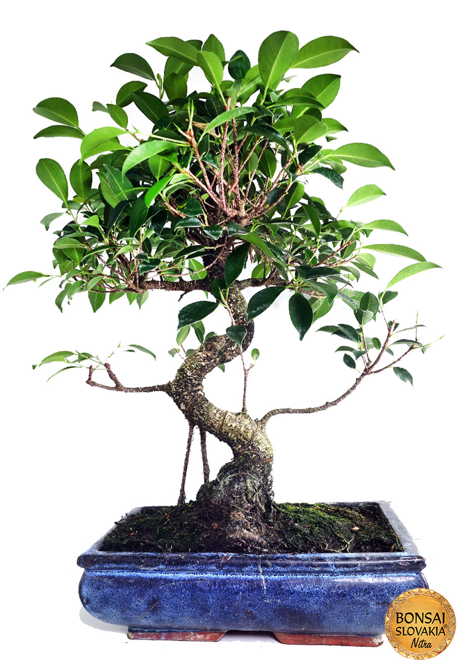 Ficus retusa  cca 55 cm