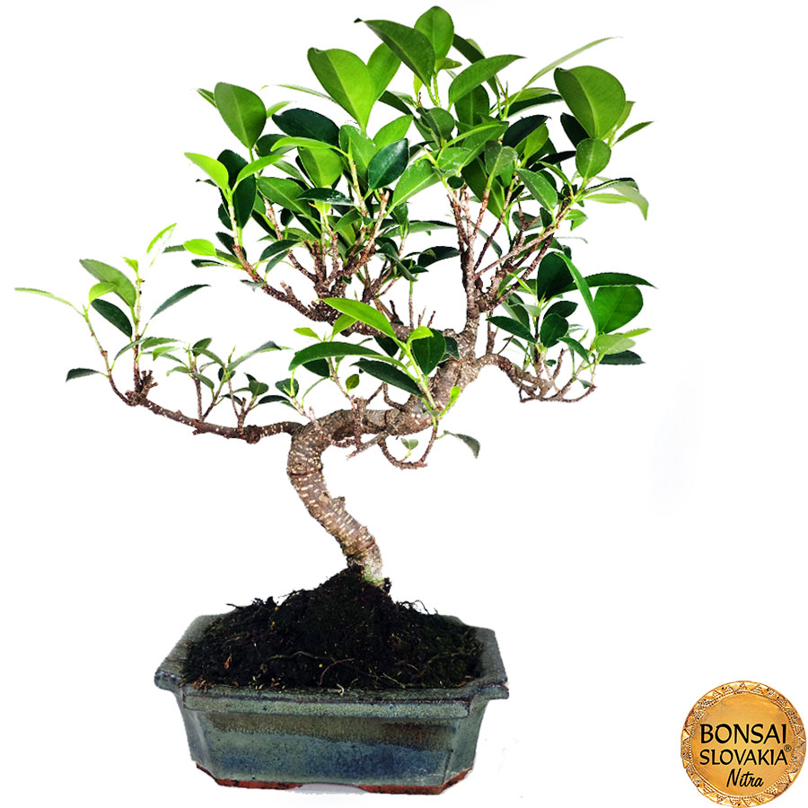 ficus retusa 30-35 cm