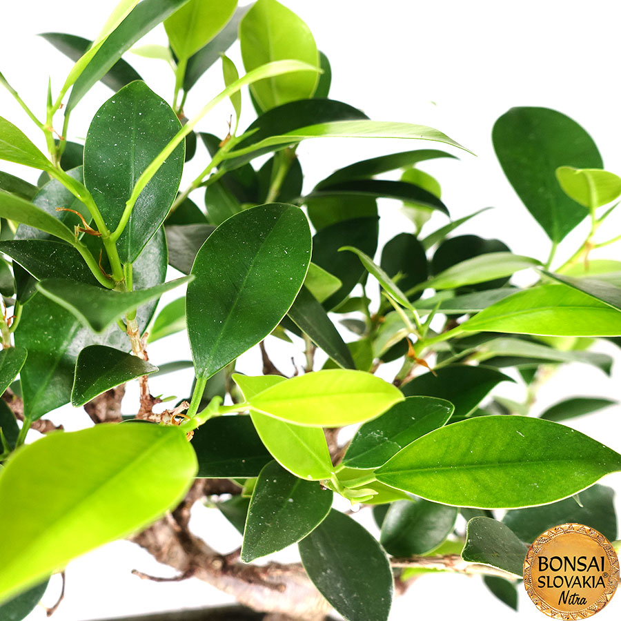 ficus retusa 30-35 cm