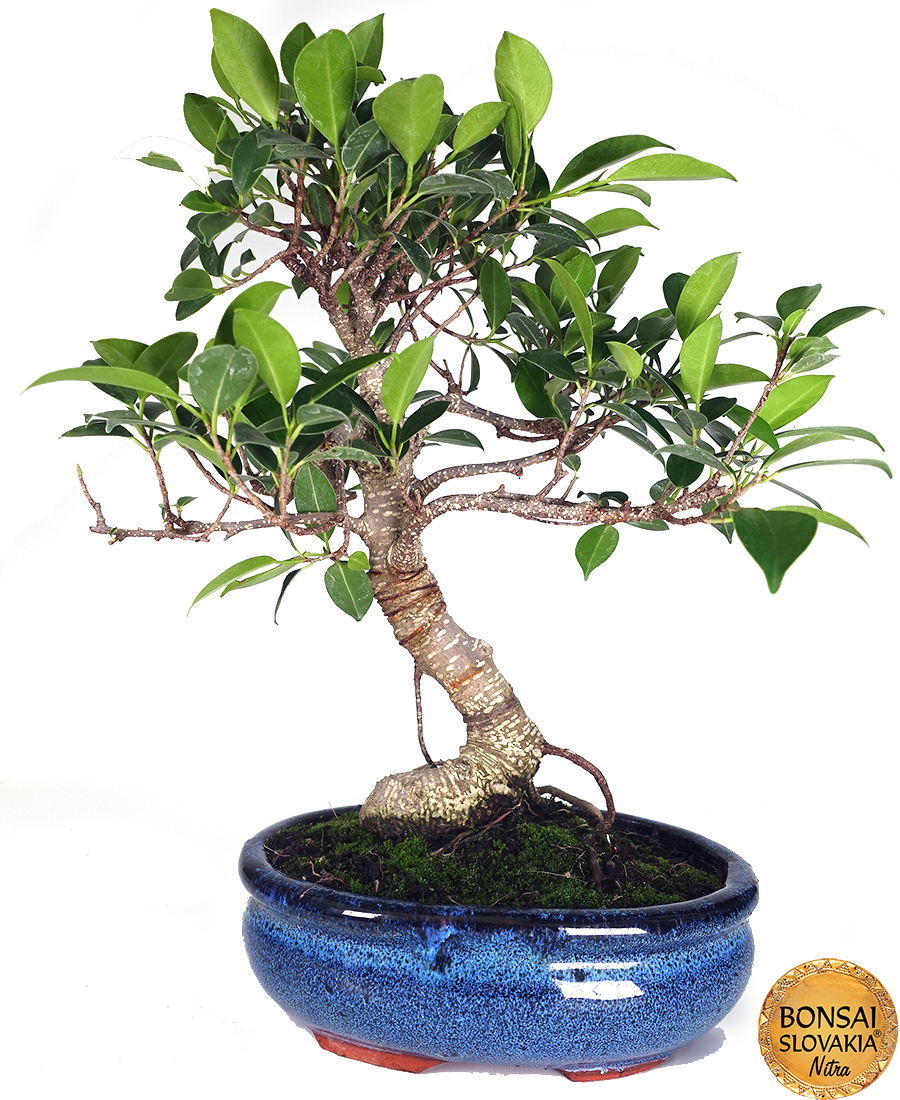 Ficus retusa 40 cm