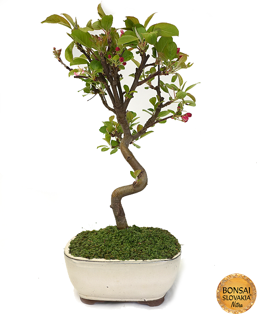 Malus halliana-Jabloň