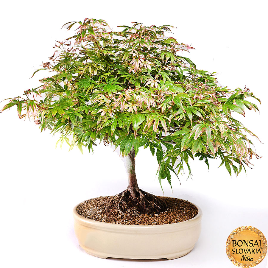 Acer palmatum 50 cm