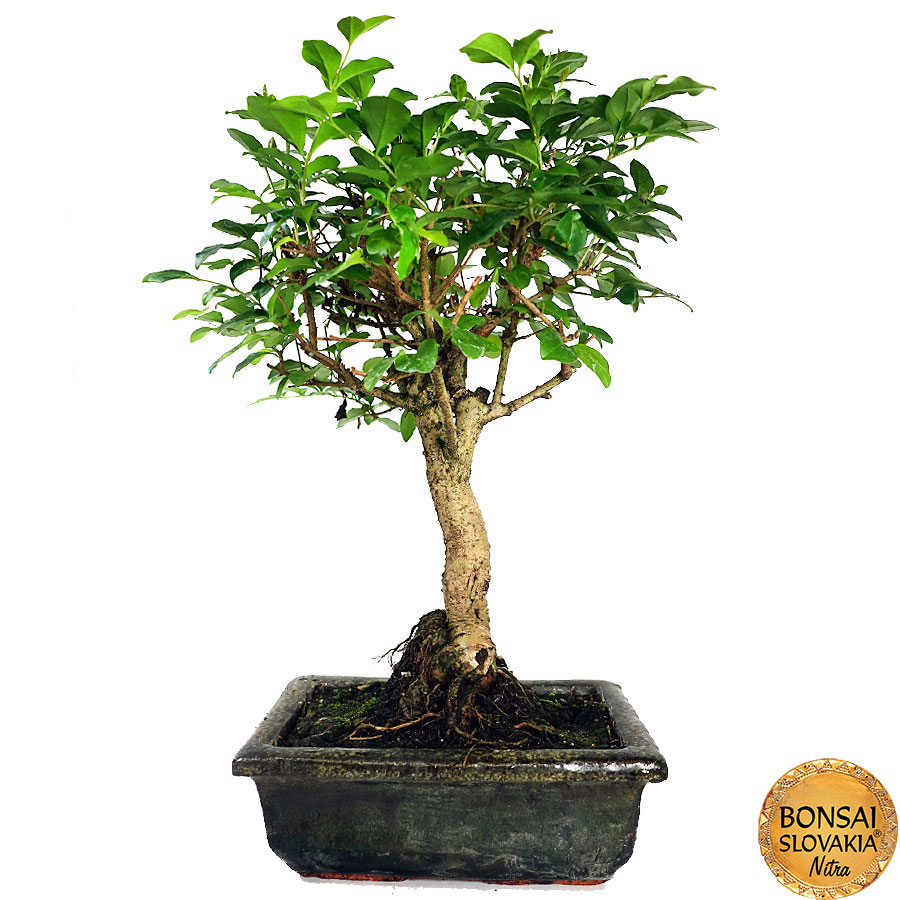 Ligustrum chinensis 26-30 cm